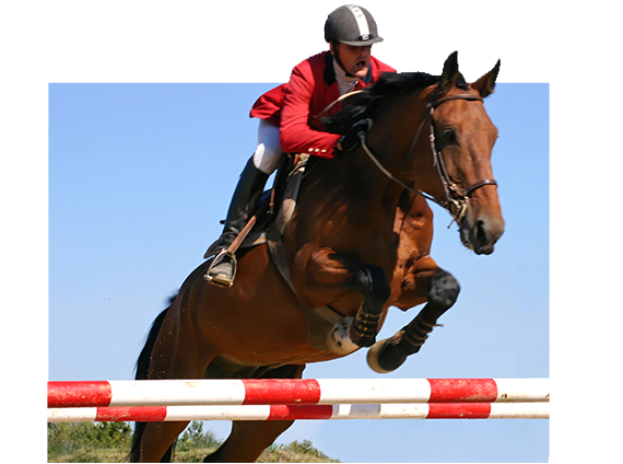 association éleveurs chevaux de sport seine-et-marne